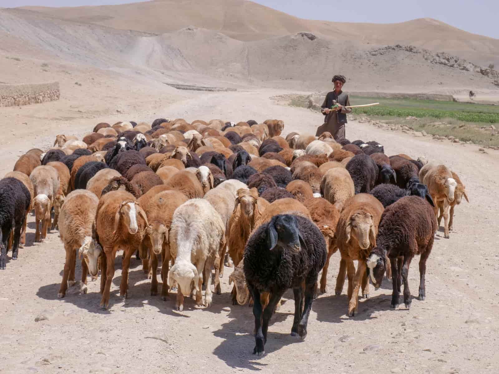 Afghan Explorer Guide
